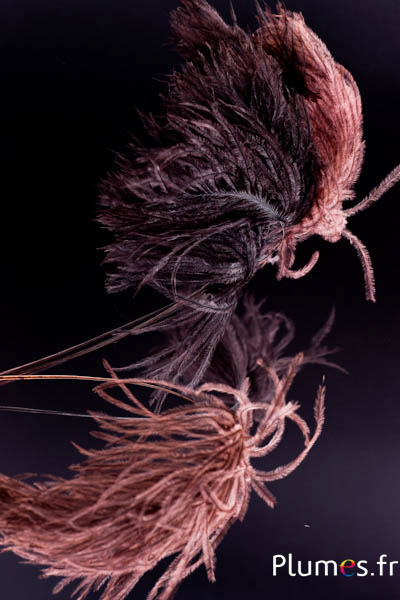 Panicule autruche - 35-40 cm - chocolat-gris naturel
